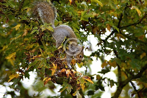 Grey Squirrel Grey Squirrel