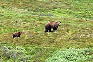 Mother and Cub Brown Bear