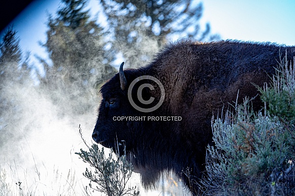 American Bison