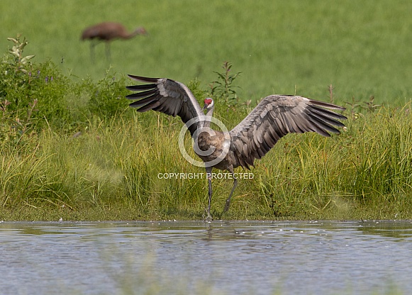 Sandhill Crane Stretching or Flapping Wings