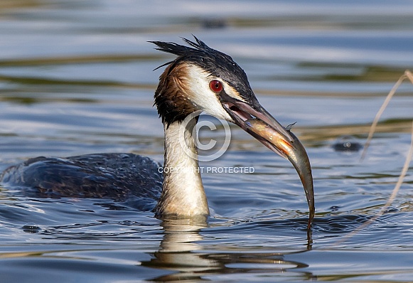 Great Crested Grebe