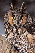 Long-Eared Owl