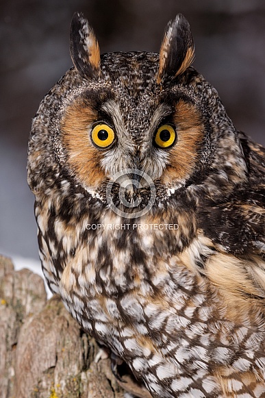 Long-Eared Owl