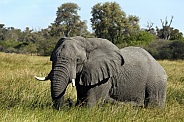 Elephant in the Savuti area of Botswana