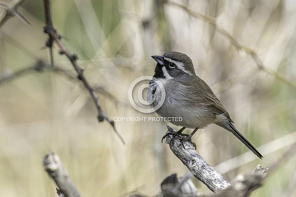 Black-throated Sparrow in Arizona