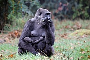 Western Lowland Gorilla (Gorilla Gorilla Gorilla)