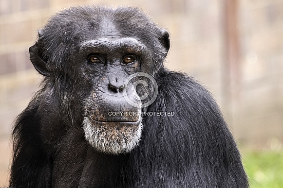 Chimpanzee Face Close Up Chimpanzee Face Close Up