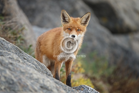 Red fox and cubs