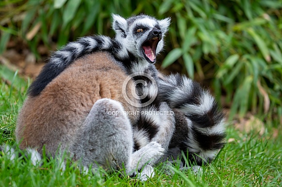 Ring-tailed lemur (lemur catta) Ring-tailed lemur (lemur catta)