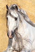 Andalusian Horse--Galan Portrait