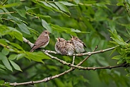 Spotted Flycatcher