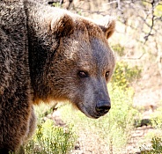 Grizzly Bear