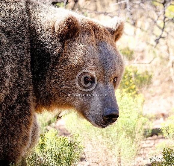 Grizzly Bear