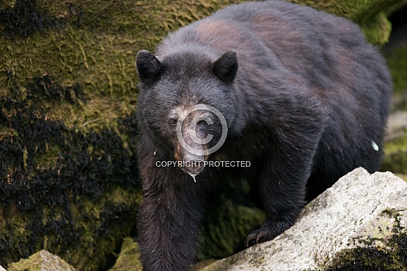 Black Bear (wild) Black Bear (wild)