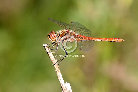 Common darter (Sympetrum striolatum)