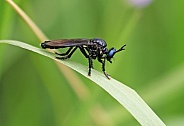 Violet black legged Robberfly