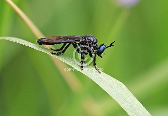 Violet black legged Robberfly