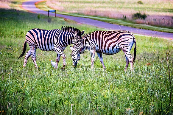 Zebra Zebra
