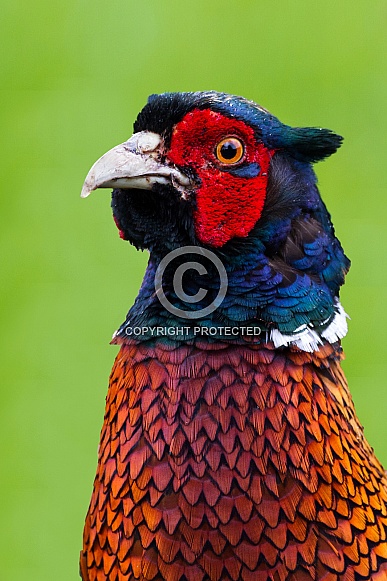 Pheasant bird a bird with beautiful colours Pheasant bird a bird with beautiful colours