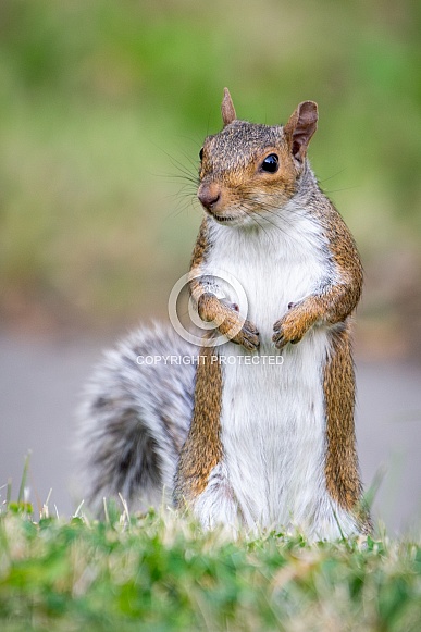 Gray Squirrel Gray Squirrel