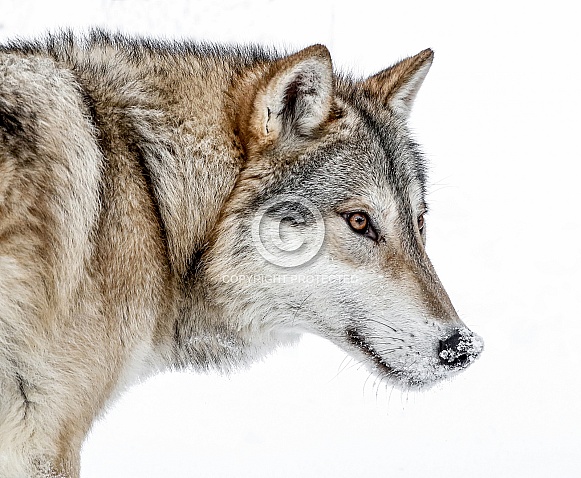 Wolf Wolf