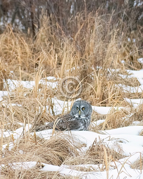 Great Grey Owl (Strix nebulosa)