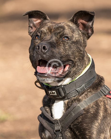 Staffordshire Bull Terrier Cross Staffordshire Bull Terrier Cross