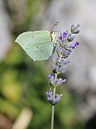 Brimsone Butterfly