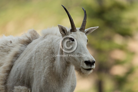 Mountain Goat, Oreamnos Americanus Mountain Goat, Oreamnos Americanus