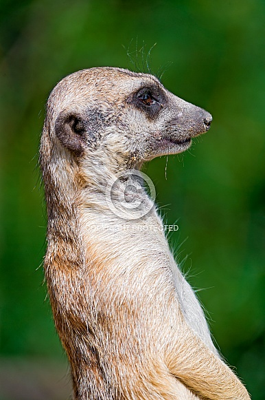 Meerkat on watch