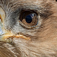 Eagle eye close up
