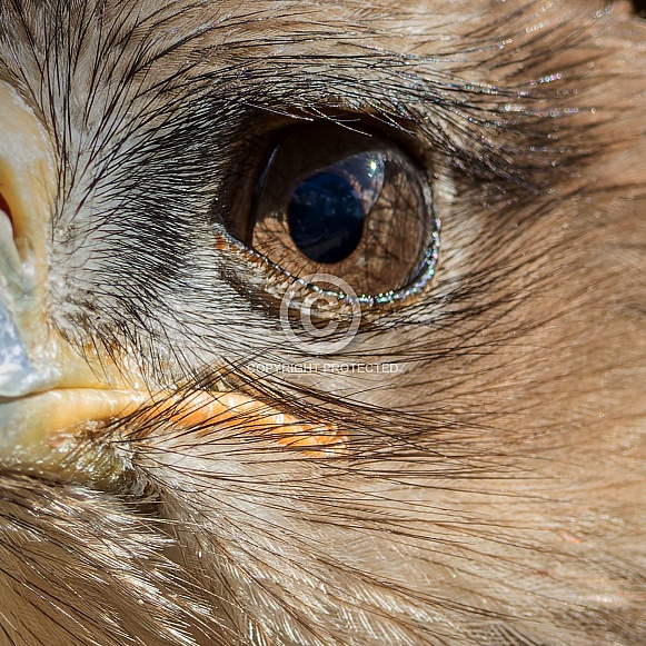 Eagle eye close up