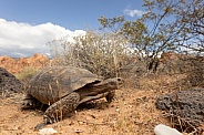 Mojave Desert Tortoise, Gopherus agassizii