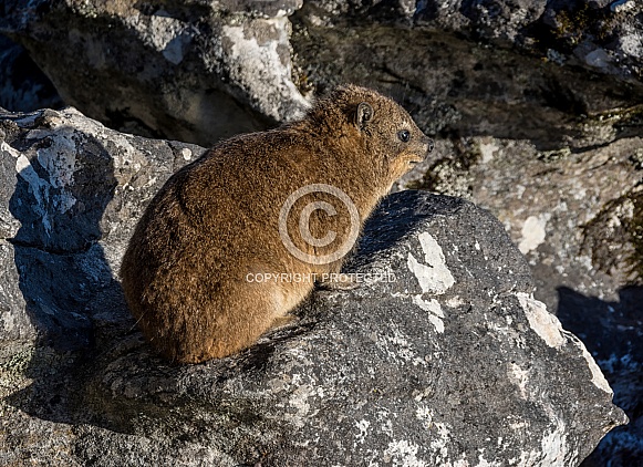 Dassie/Rock Hyrax Dassie/Rock Hyrax