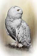 Snowy Owl--Arctic Beauty