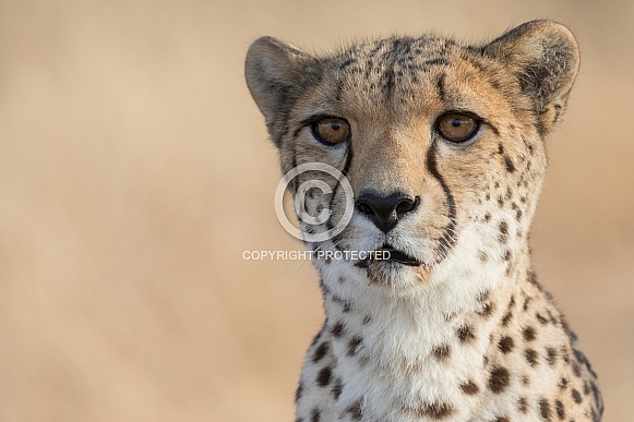 Cheetah Cheetah