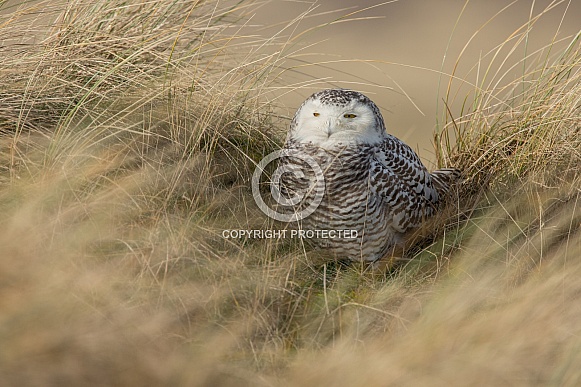 The snowy owl