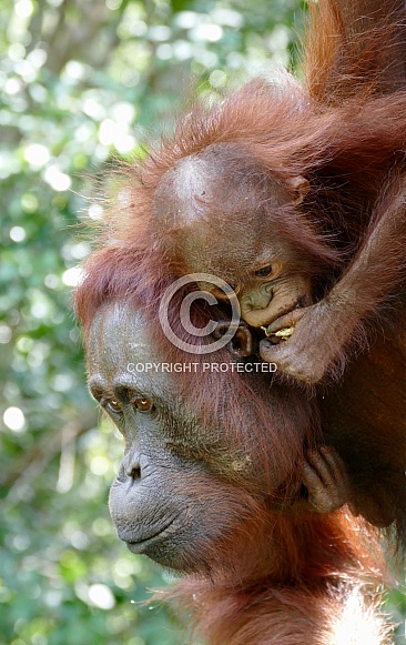Mother and Baby Orangutans