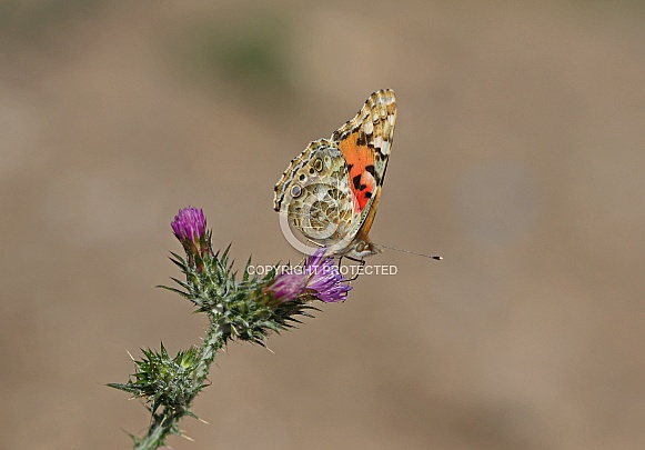 Painted Lady Painted Lady