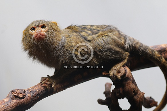Pygmy marmoset (Cebuella)