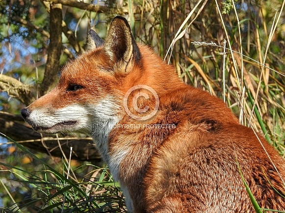 Red Fox