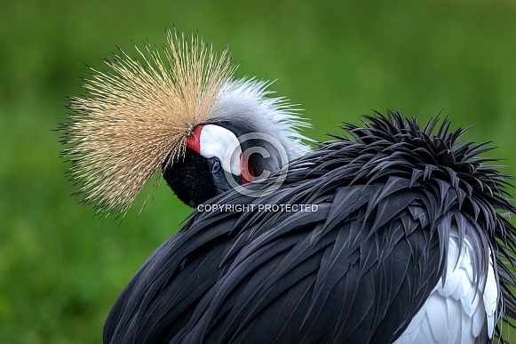 Grey Crowned Crane