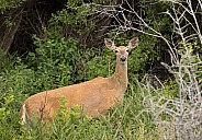 Deer, Doe White Tail