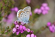 Silver studded Blue