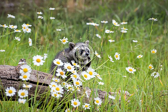 Raccoon Baby - 2 Months Old