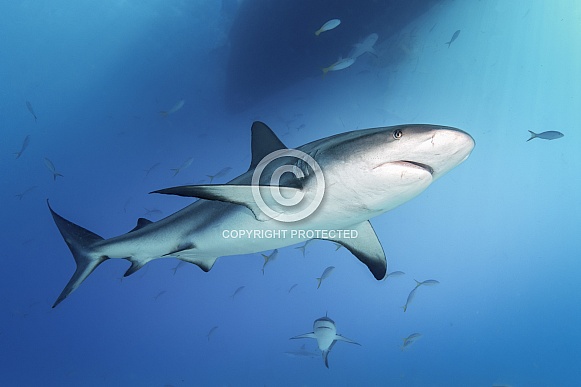 Reef Shark