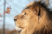 Asiatic Lion Male Side Profile