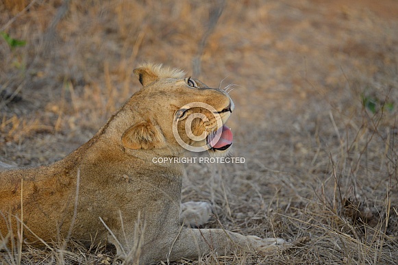 Lioness