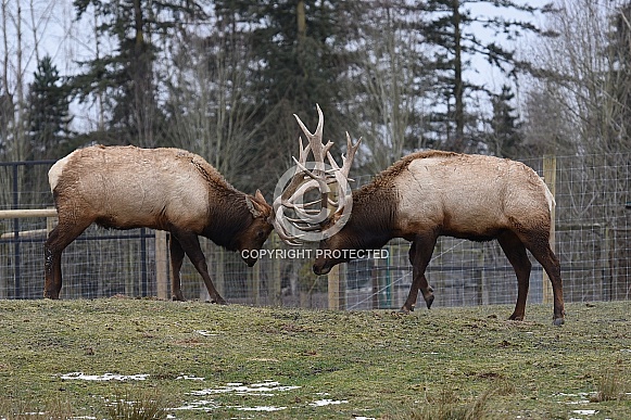 Roosevelt Elk Roosevelt Elk