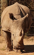 White Rhino